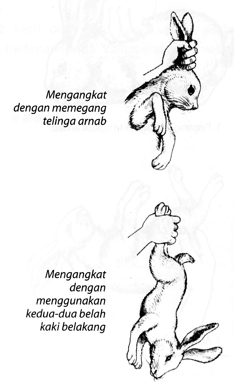 Arnab Impian: Cara Pegangan Arnab