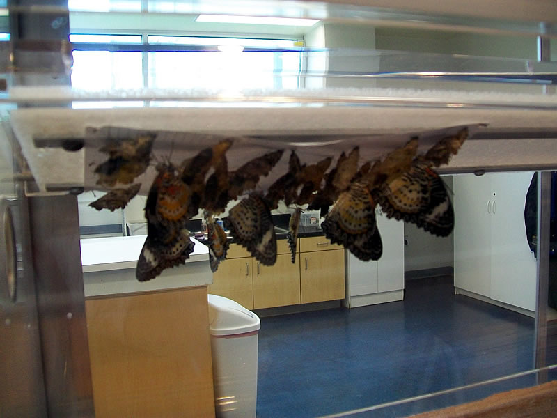 Aussies in Florida Butterfly House in Gainesville FL