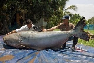 [mekong-giant-catfish.jpg]