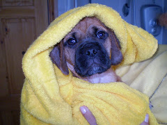 Now thats a snuggled puggle!