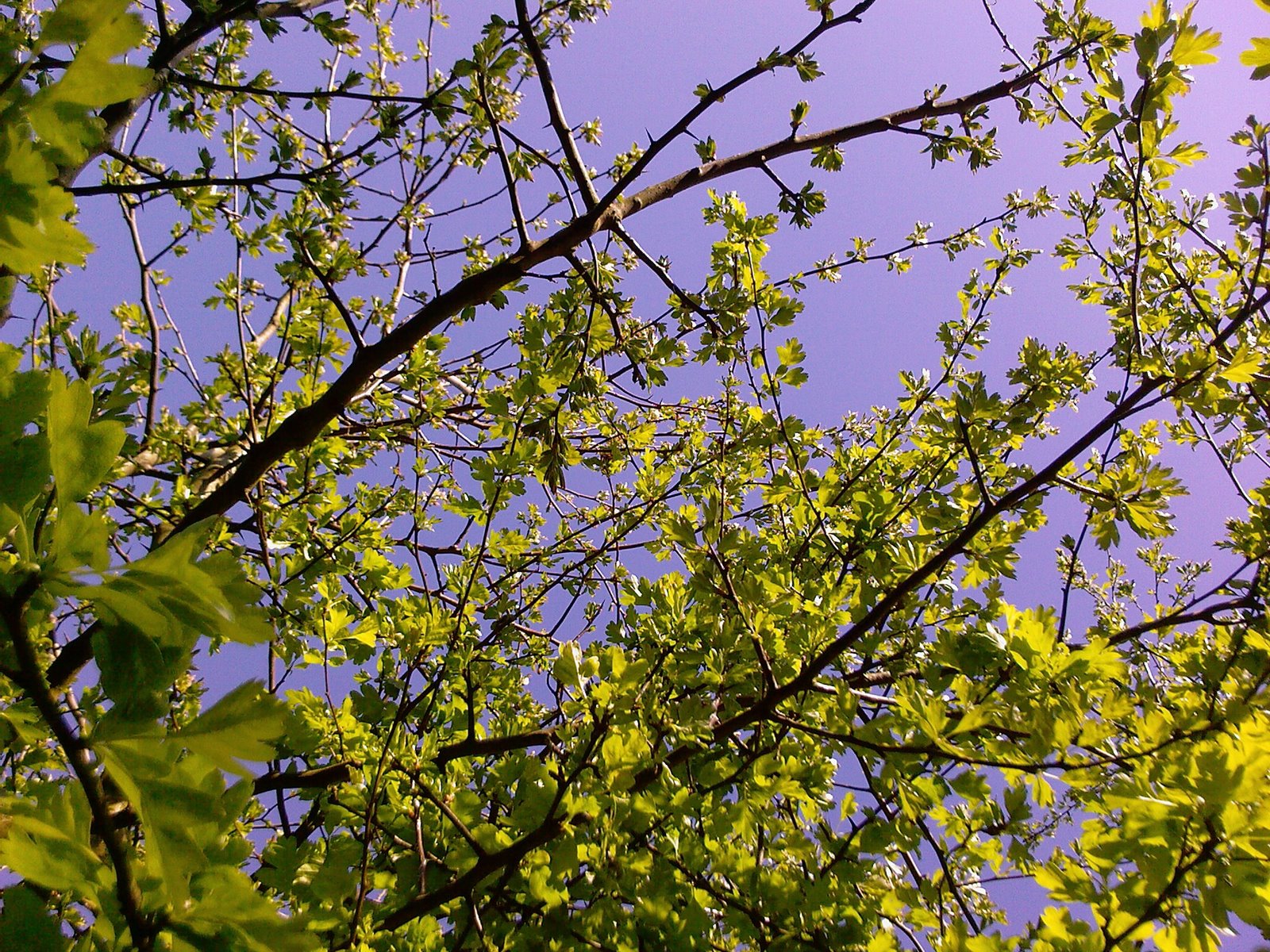 [LUCY+CORRANDER++-++LOOSE+AND+LEAFY++-++HAWTHORN+BRANCHES+IN+YOUNG+LEAF++-++MARCH+29TH+2009.jpg]