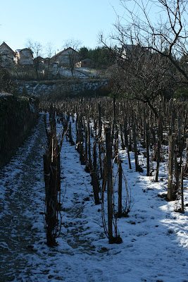 pilisvorosvar-daily-photo-vineyard