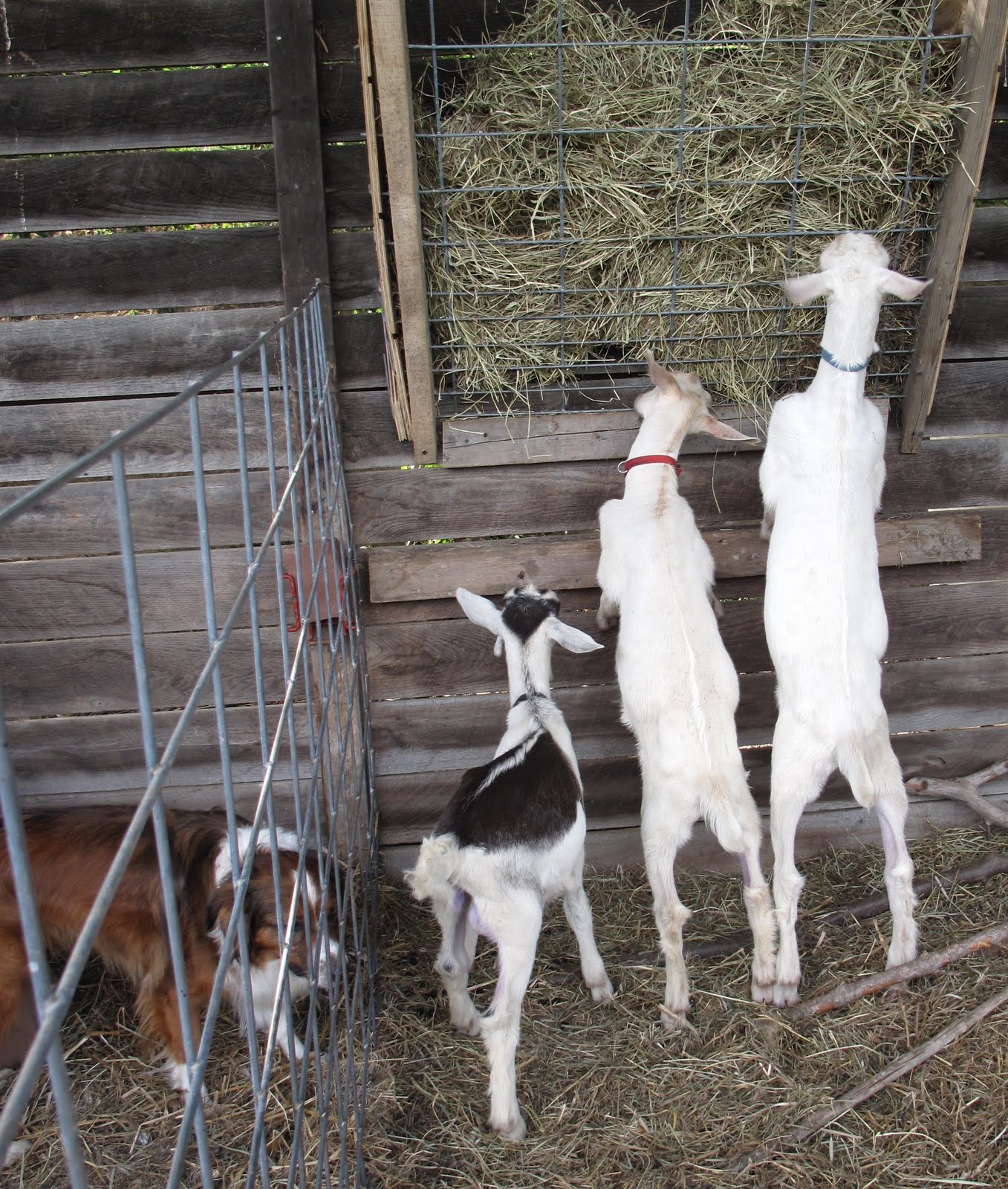 Содержание домашней козы. Абиссинская коза. Ферма для дойных коз. Козоводство для начинающих. Коза дойная коза.