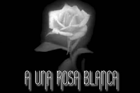 A UNA ROSA BLANCA