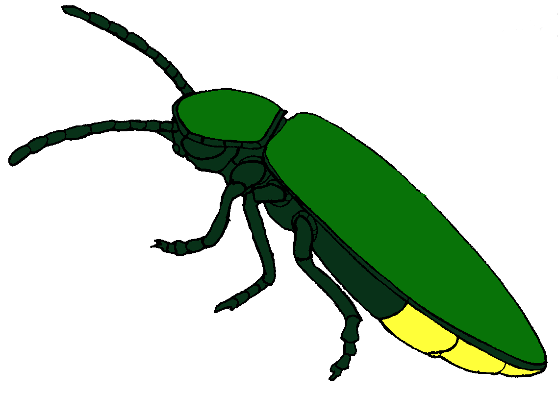 firefly insect clipart - photo #4