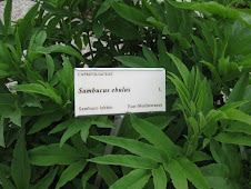 The Sambuca Plant