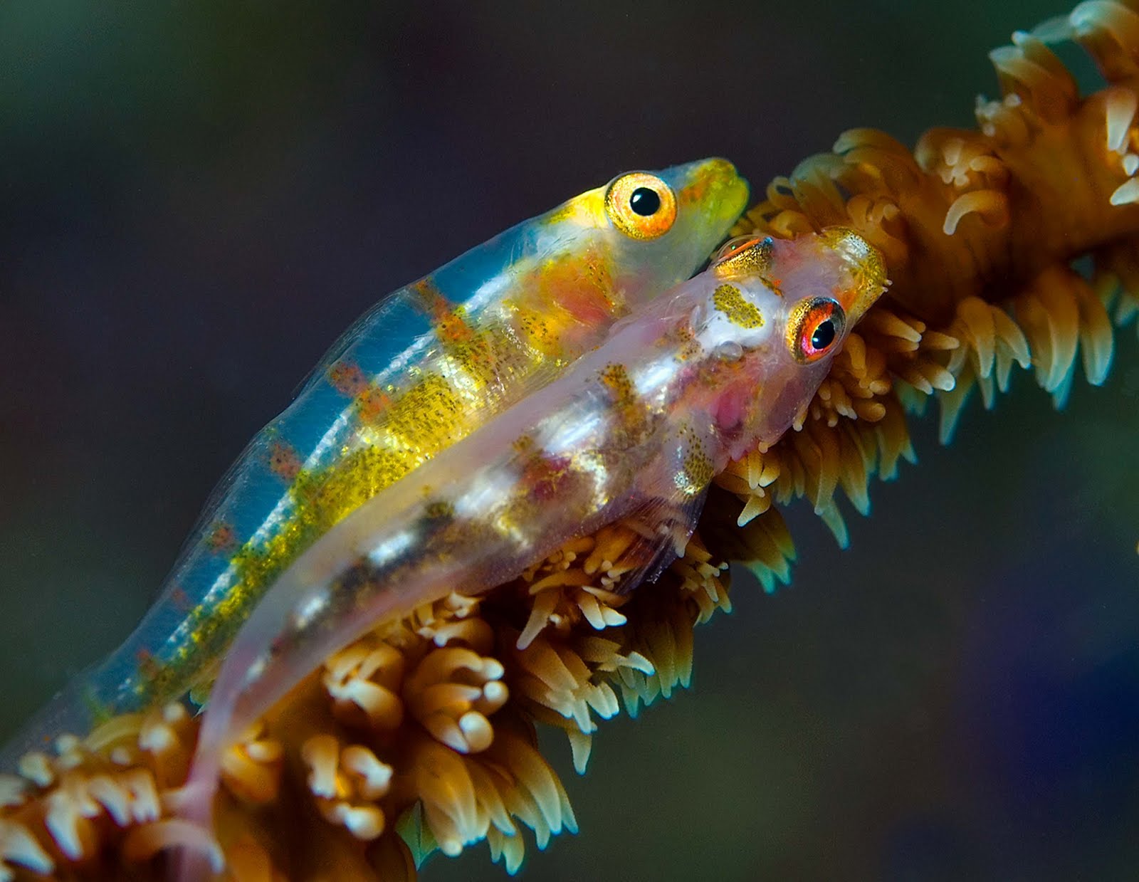 Goby Fish.