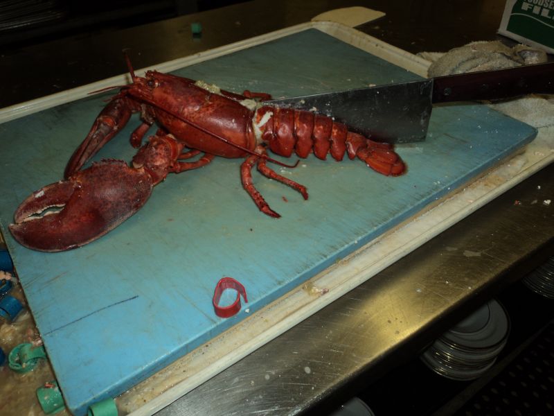Lobster Killer!