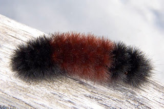  Woolly Bear Caterpillar