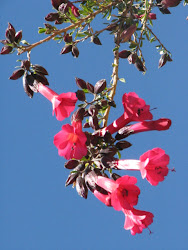 Flor de Cantu