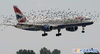 aviao_passaros.jpg