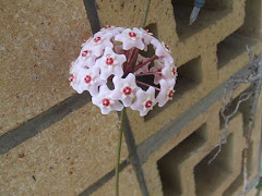 Mum and Dad's hoya is alive and well