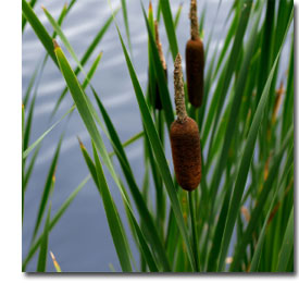 cattails.jpg
