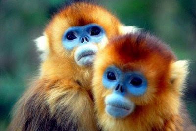 http://1.bp.blogspot.com/_xwE0rBDpg1Y/SSnQ4DcRzLI/AAAAAAAACMg/YCT-9ssFn7E/s400/cute-monkey-photos-blue-face.jpg