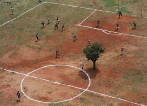 funny photo of tree in middle of football pitch