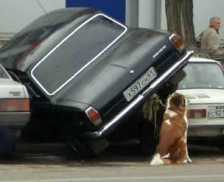dog tied to badly parked car