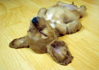 funny-cute-laid-out-puppy-dog-sleeping.jpg