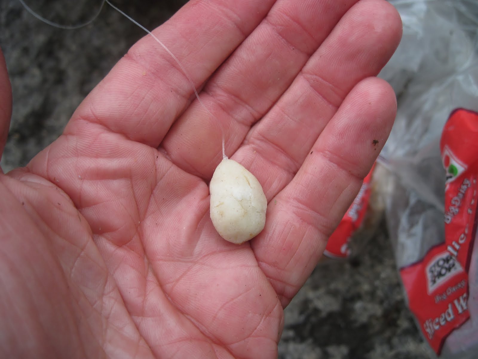 Rhode Island Carp Fishing Doughballs Can be Hot