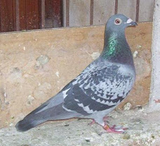 Campeón Carrera Obelisco 2009