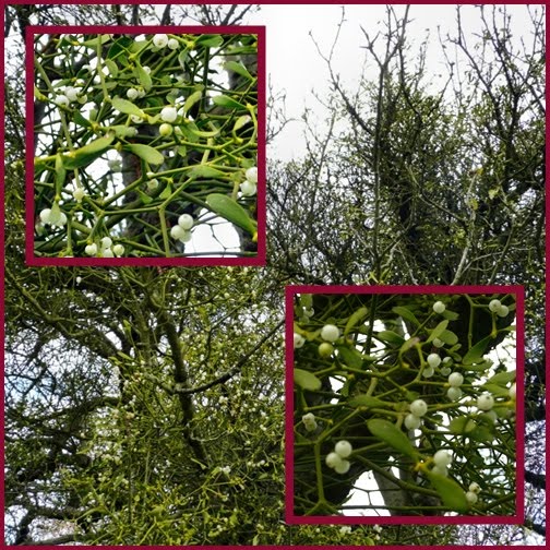 [Mistletoe+Mosaic.jpg]