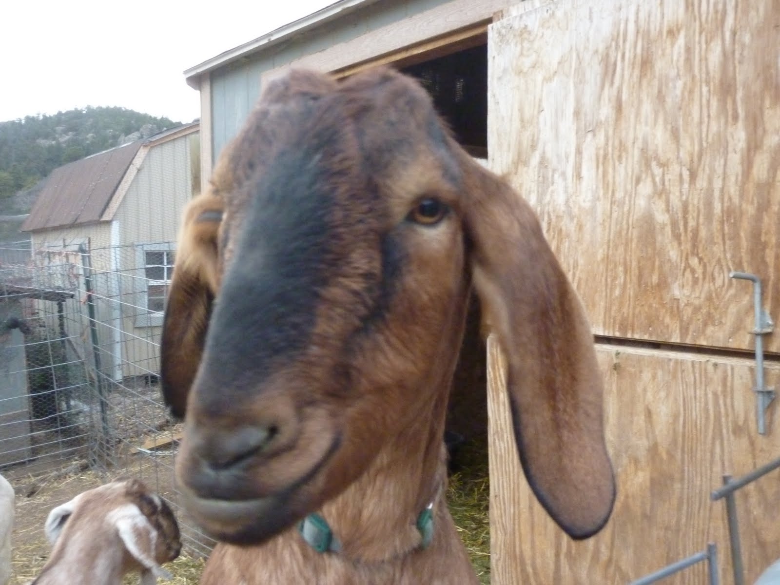 Animals Talk On Christmas Eve 