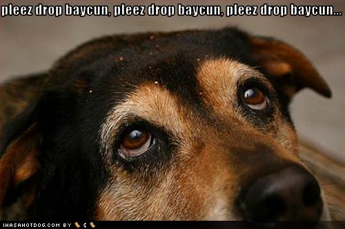 [funny-dog-pictures-dog-hopes-you-will-drop-the-bacon.jpg]
