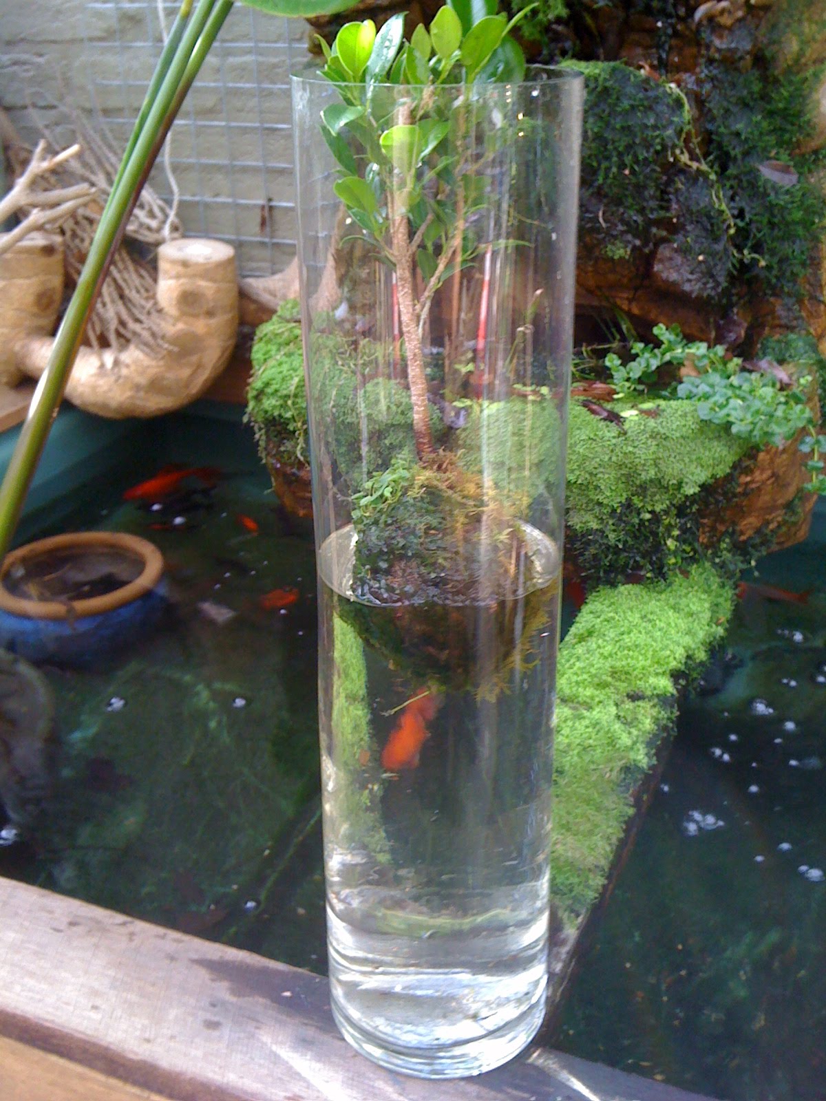 Aquadisiac News NEW Water Bonsai