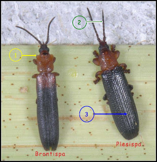 sa kaumahan ni tasyo Brontispa in Caraga