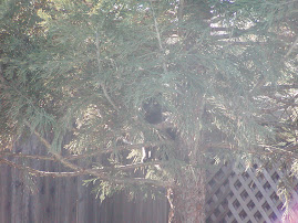 Where's Ginger?  In the tree!