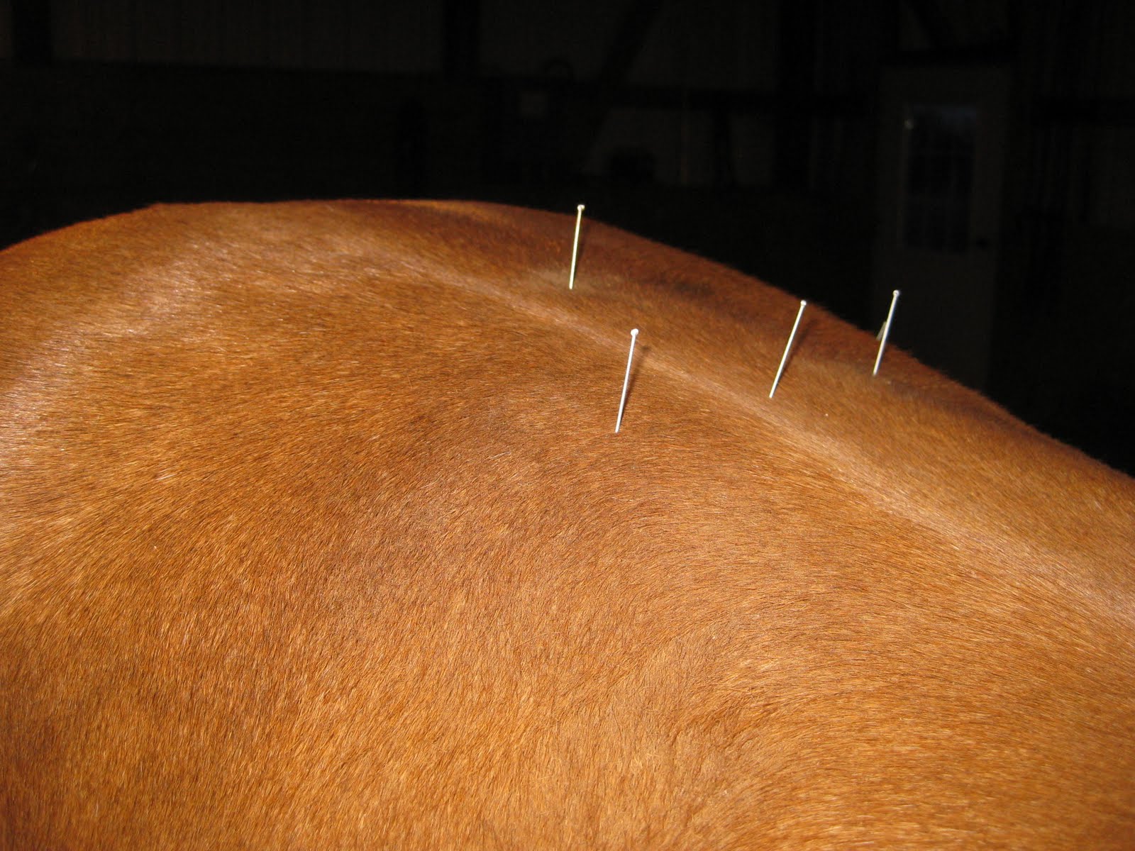 when lilies fly horse blog & philosophy Equine Acupuncture Johnny