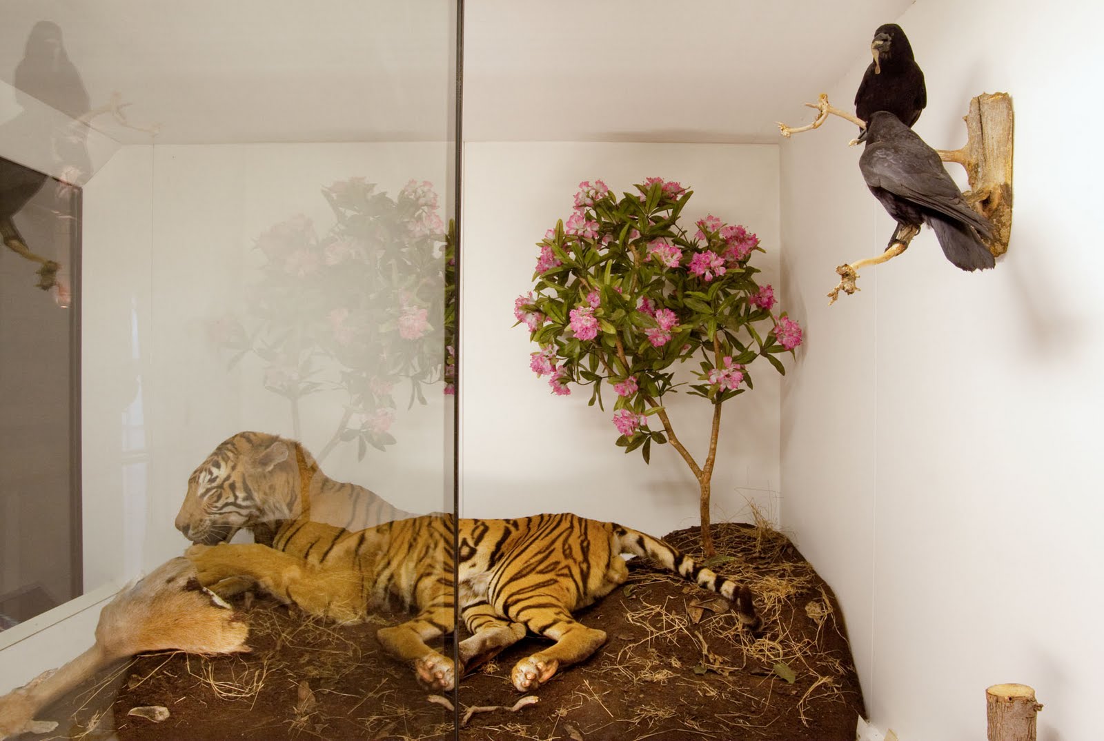 [tiger_and_crows_london_sm.jpg]