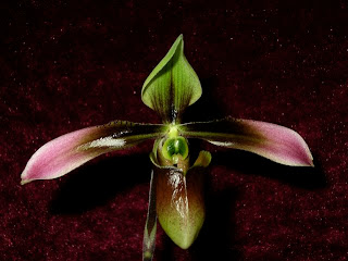 Paph. hainanense x wolterianum