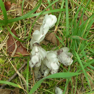 Monotropa uniflora or Indian Pipe