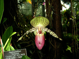 Paph. Transvaal 'Orchid Loft'