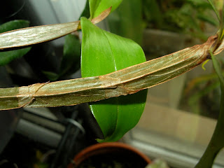 Dendrobium tetragonum var. giganteum