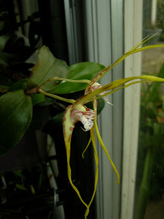 Dendrobium tetragonum var. giganteum