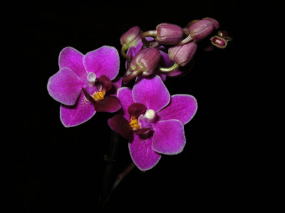 Phal. Zuma's Pixie 'Taida'