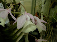 Dendrobium caryicola
