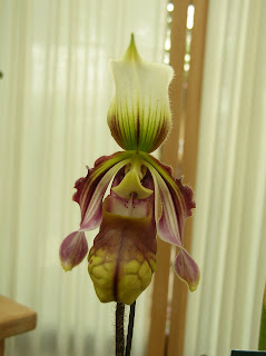 Paph. sangii 'Suzanne' HCC/AOS