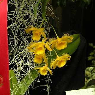 Dendrobium harveyanum