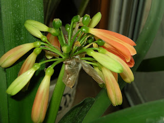 Clivia x Crytanthiflora