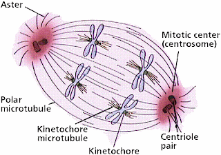 spindle biology spindle biology