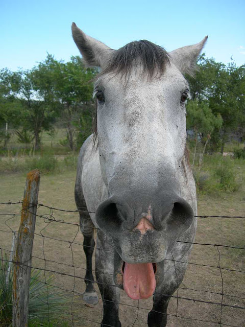 Ford the Mustang horse sticking out his tongue