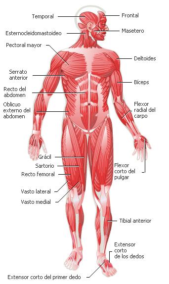 partes del cuerpo humano. /asignaturas/CUERPOHUMANO/