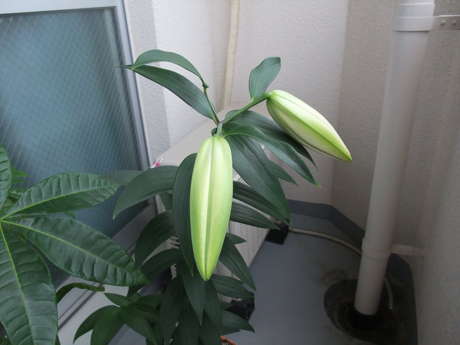 [Dc2009_0625_074627.JPG]