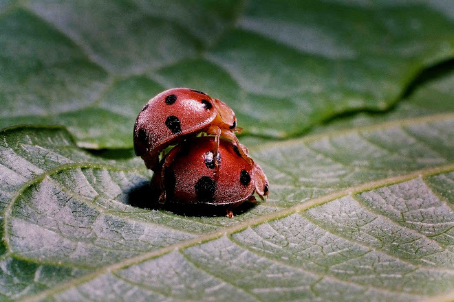 lady bird beetle