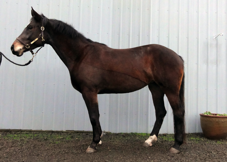 Adventures in Colt Starting Irish Clip