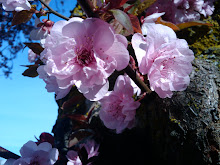 Spring flowers 2009.