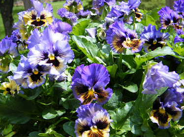 Pansies