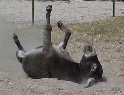 donkey-776593.jpg